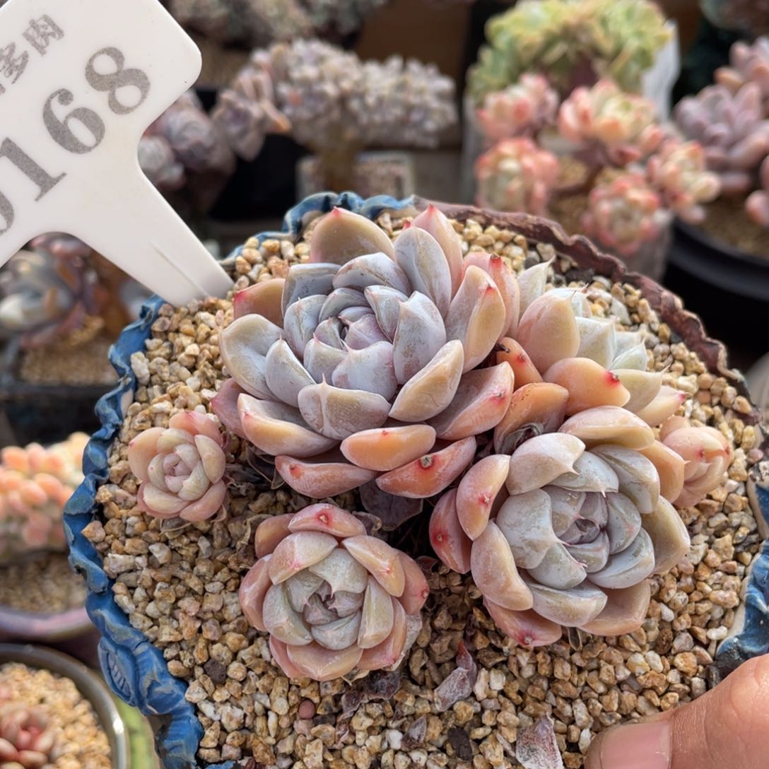 0168雪兔不带盆10厘米