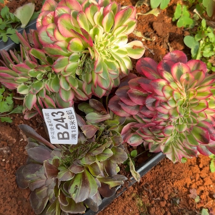 多肉 缀化多肉法师植物