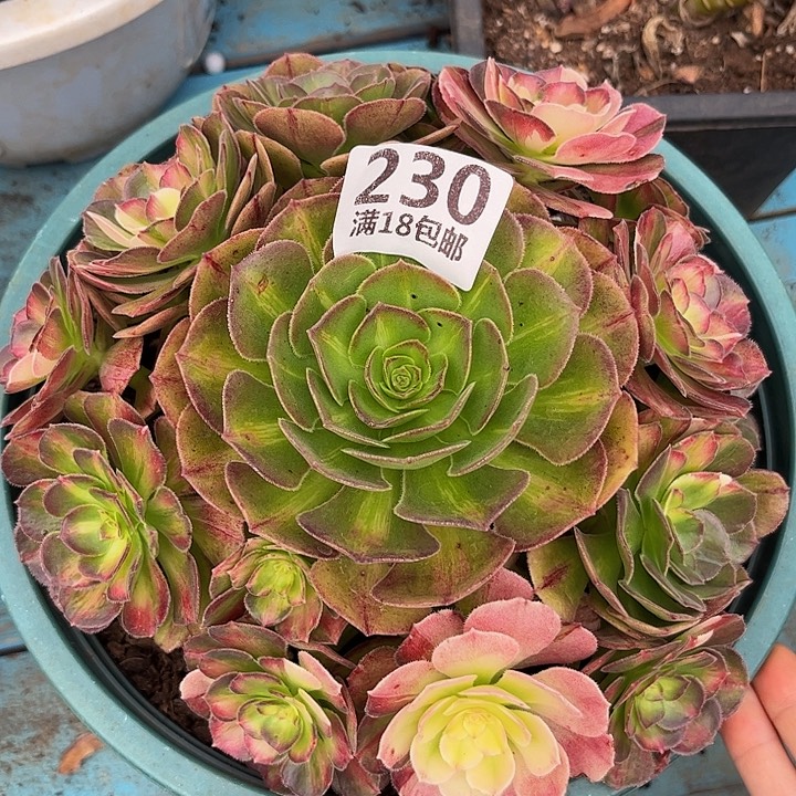 230海王七彩朵朵发发发