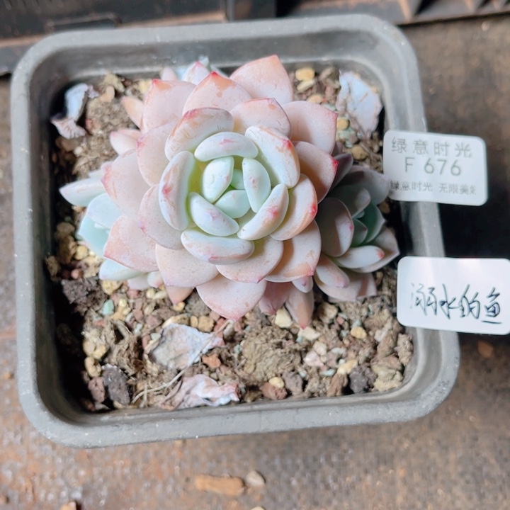溺****676 冷香 带陶瓷盆发货 满28包邮