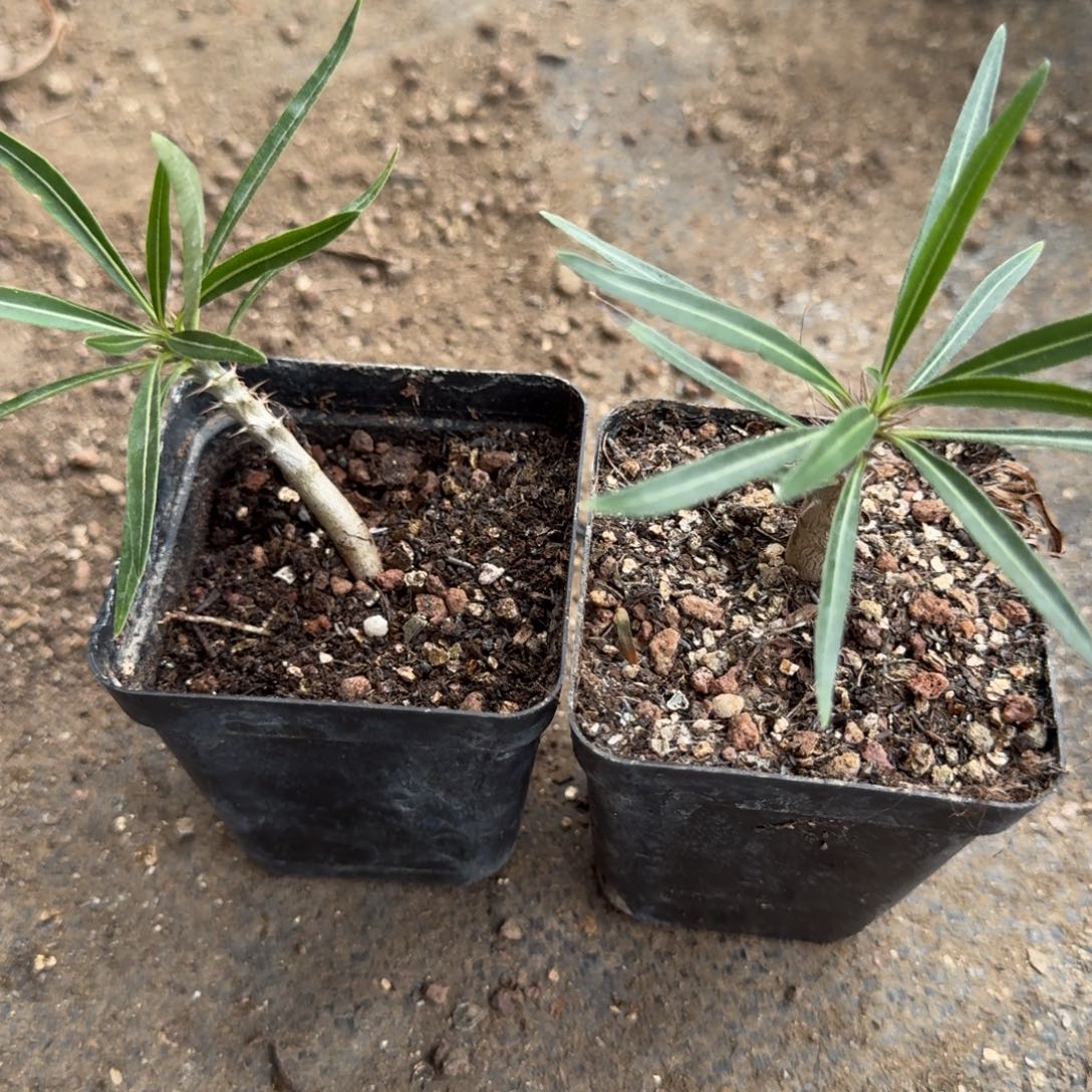 象芽宫量拍多肉植物
