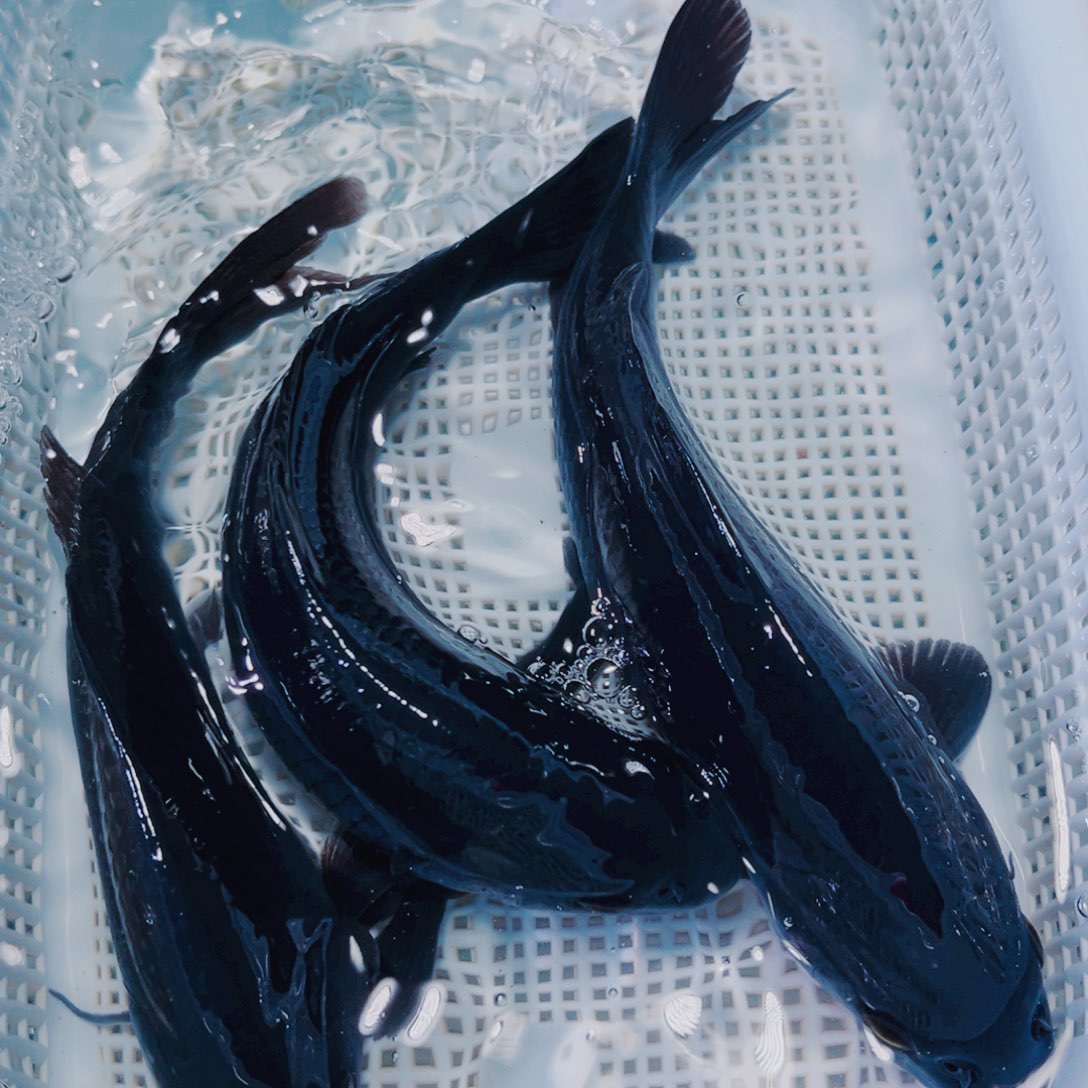 海水鱼锦鲤观赏鱼