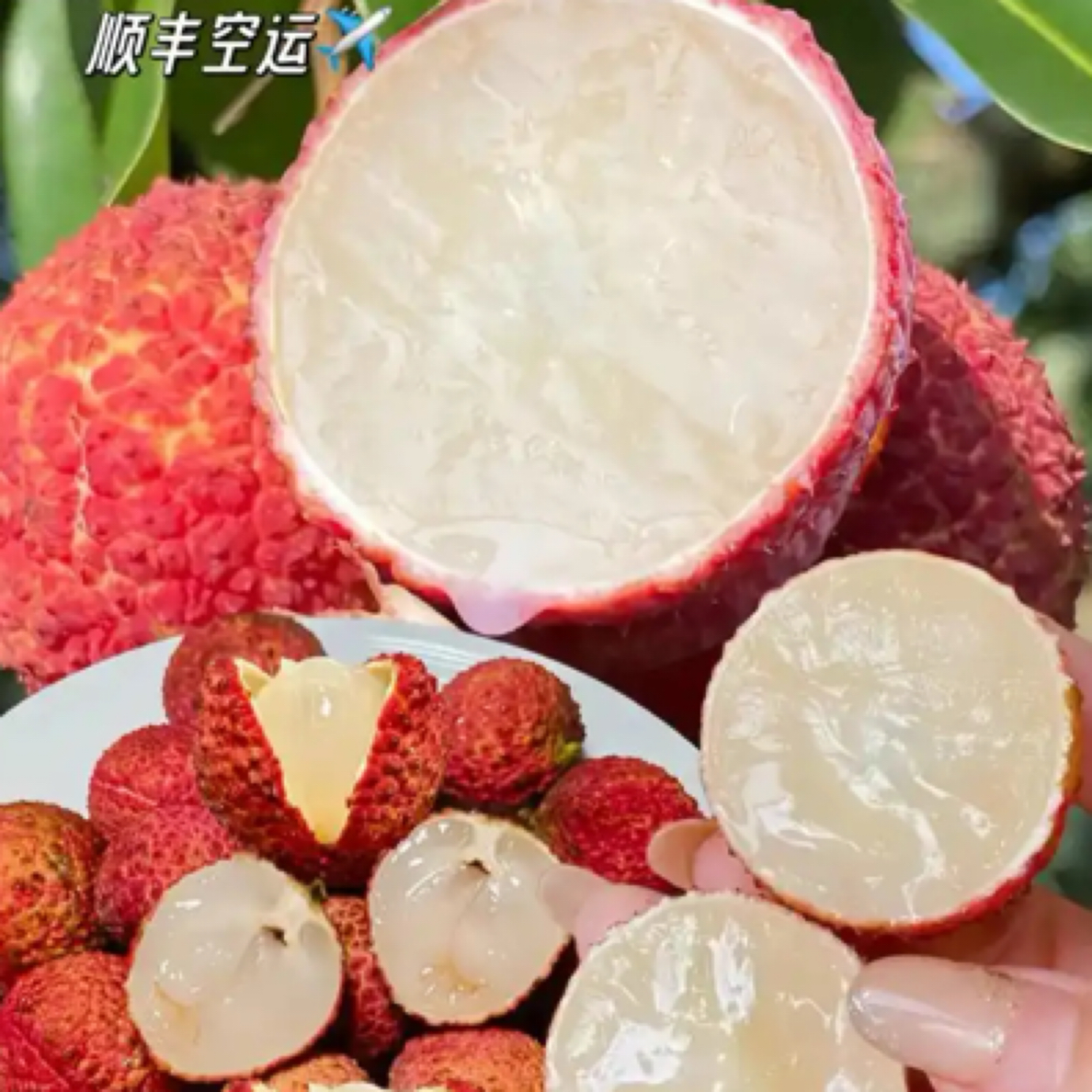 无核荔枝500克可食率百分之70以上及个别有核广东省