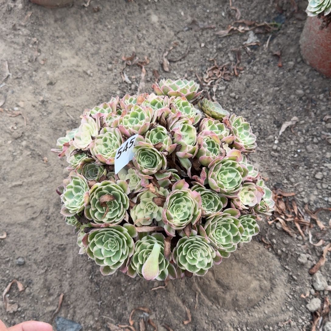 545 法师海王20-44