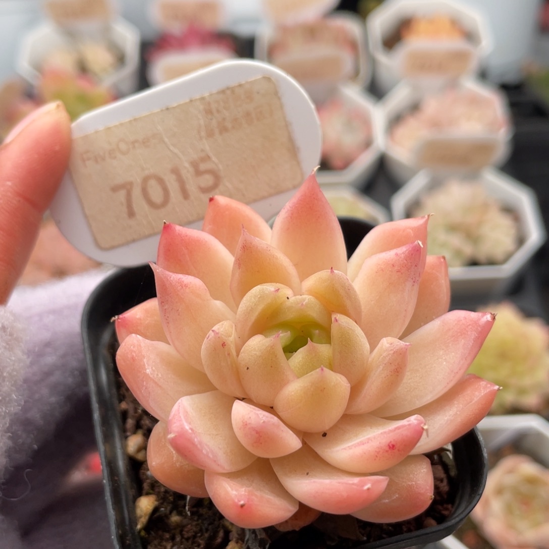 粉麦秆7015-5.5厘米