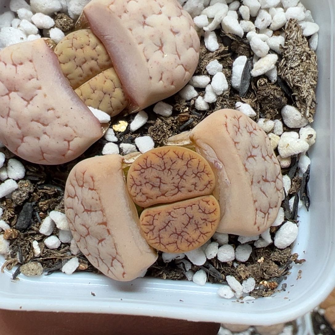 【闪购商品】481……