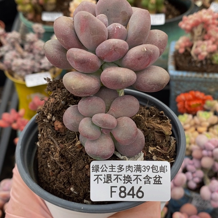 月美人6cm846多肉植物