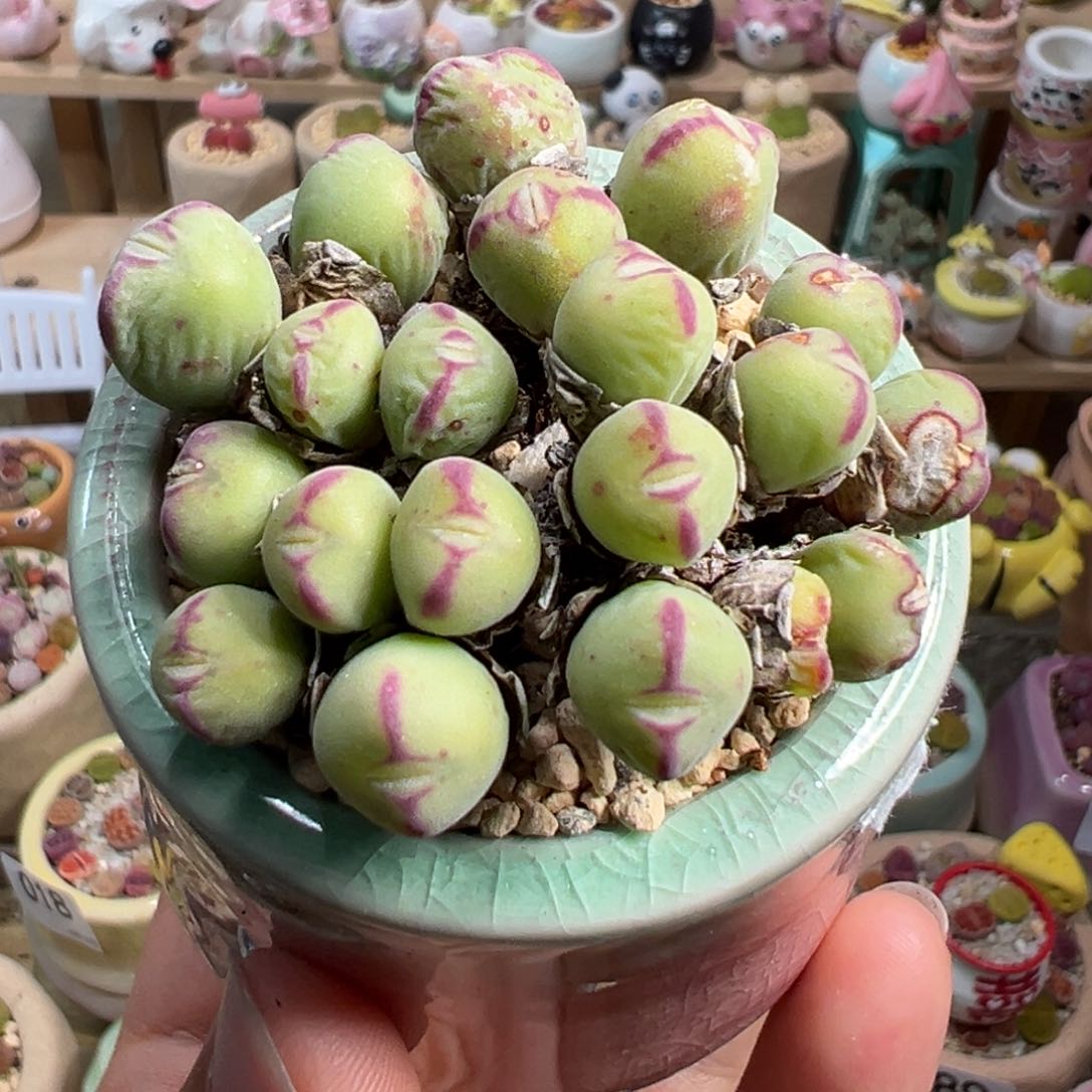 多肉植物105号口迪