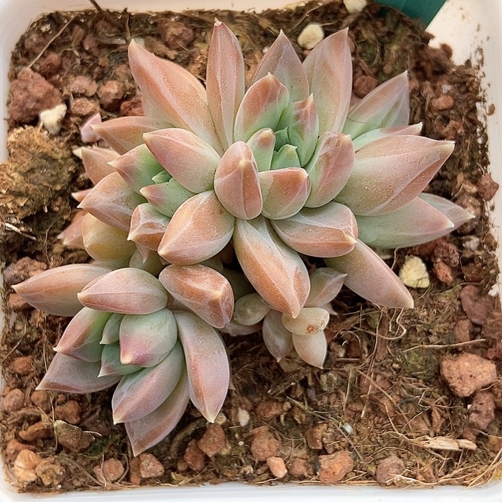 多肉植物慕斯美人1513