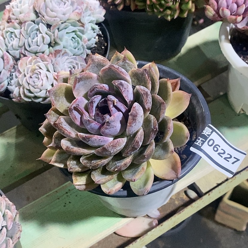 【闪购商品】杂06227