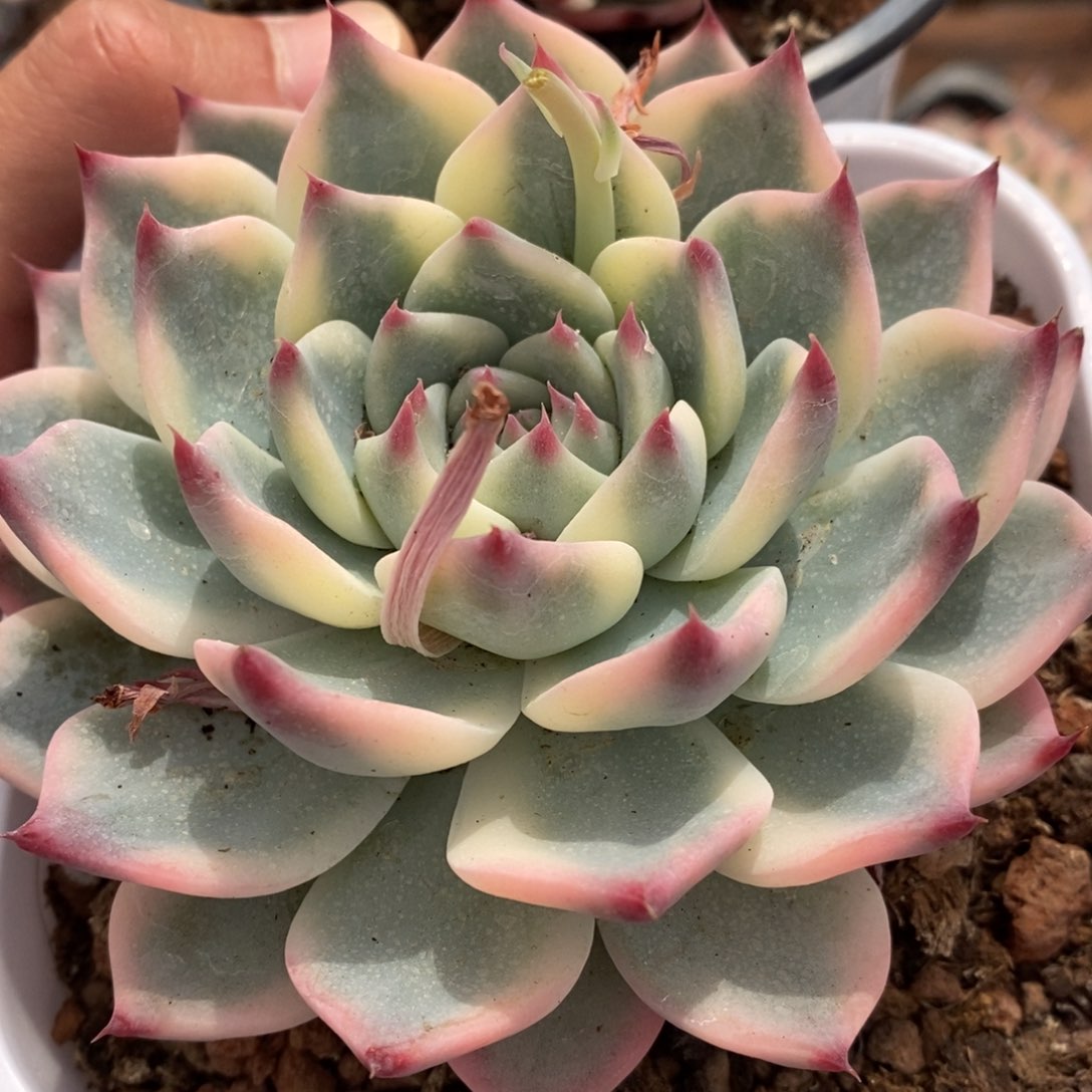 吉娃娃锦多肉植物