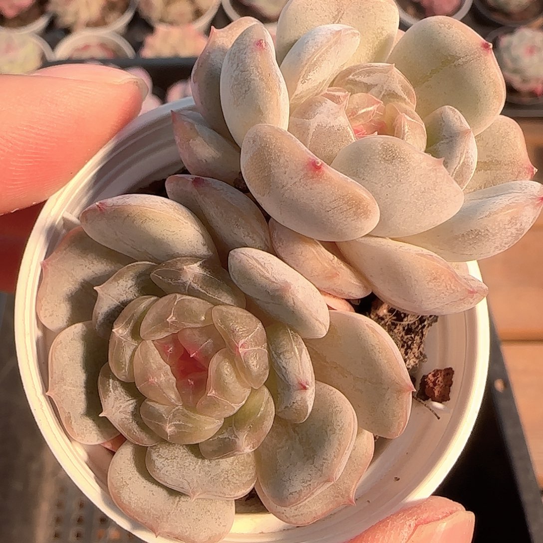 多肉1205-209白恋