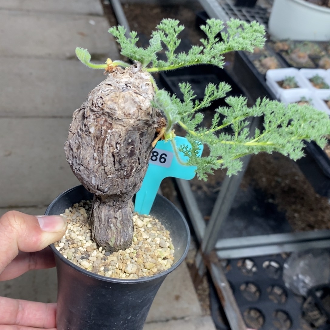 枯木杨奎多肉植物