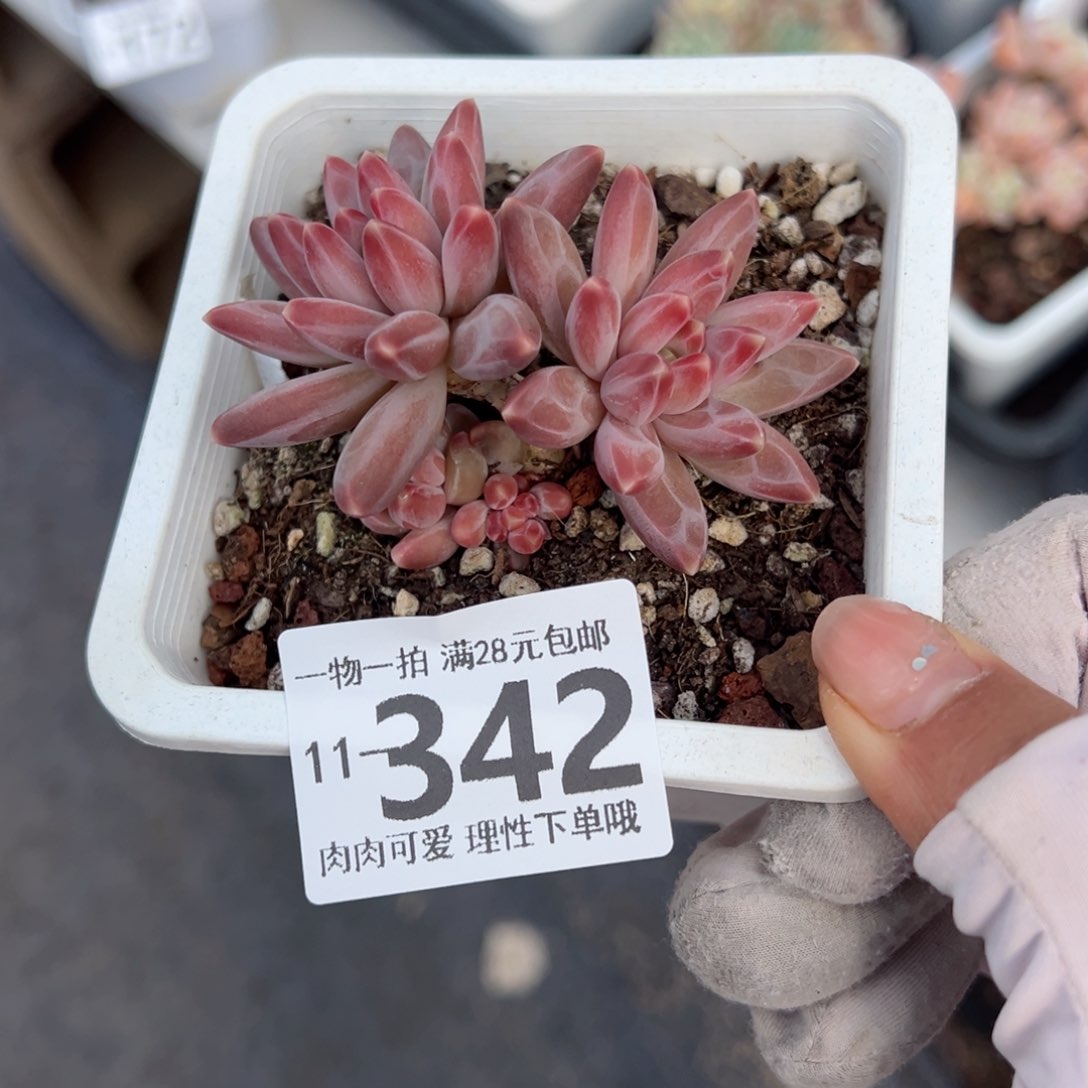 伊卡鲁斯多肉多肉多肉多肉