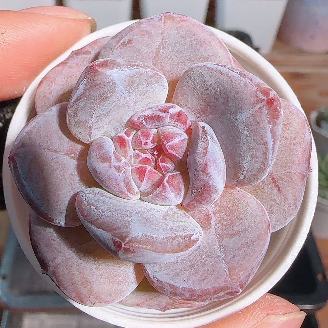 多肉1102--131石榴籽星影