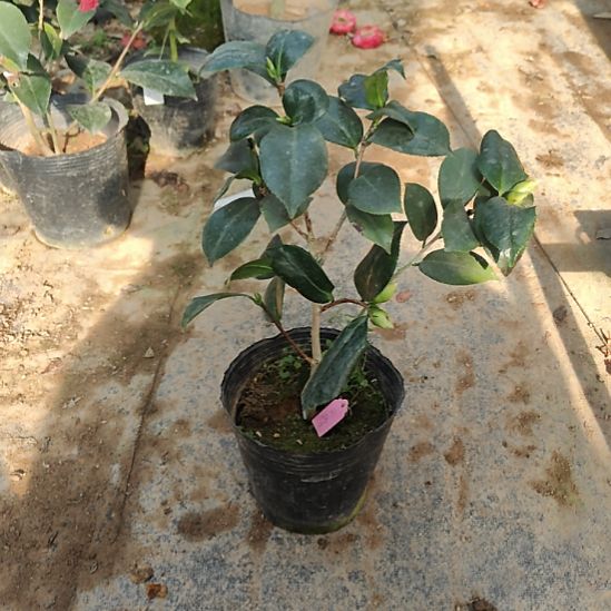 完全开放斑沙金茶花