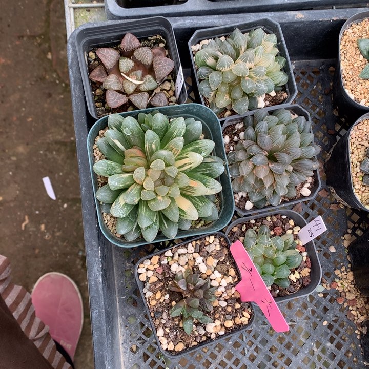 六****）玉露锦带盆土都发货