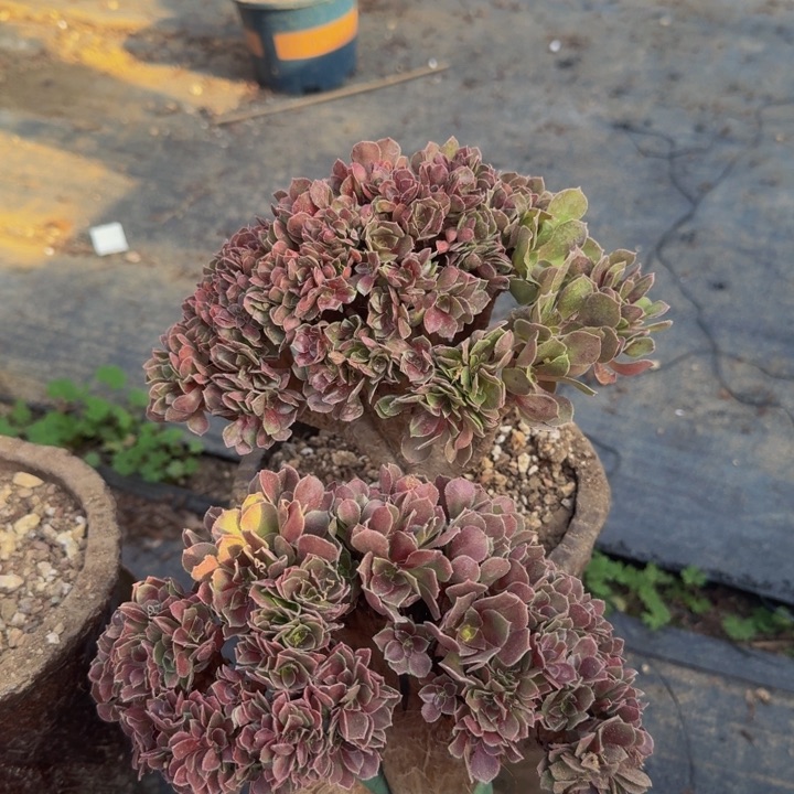 默认瑕疵特价特特特888