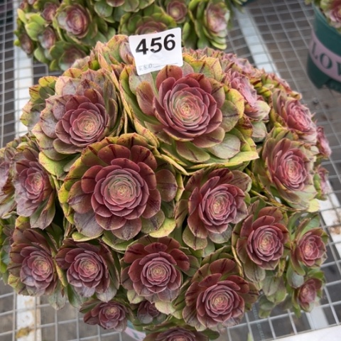 456万拉丝朵朵30厘米左右