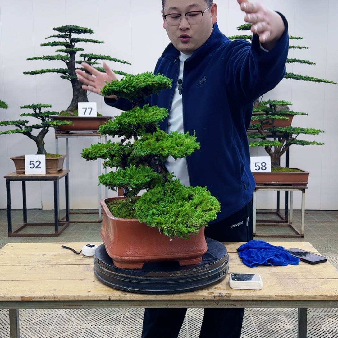 盆景柏树造型盆景