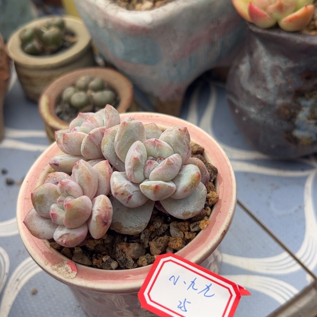 多肉植物多肉植物