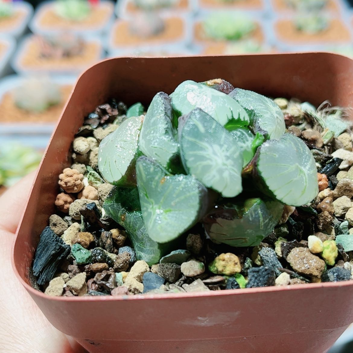 【闪购商品】兰****罗花万象