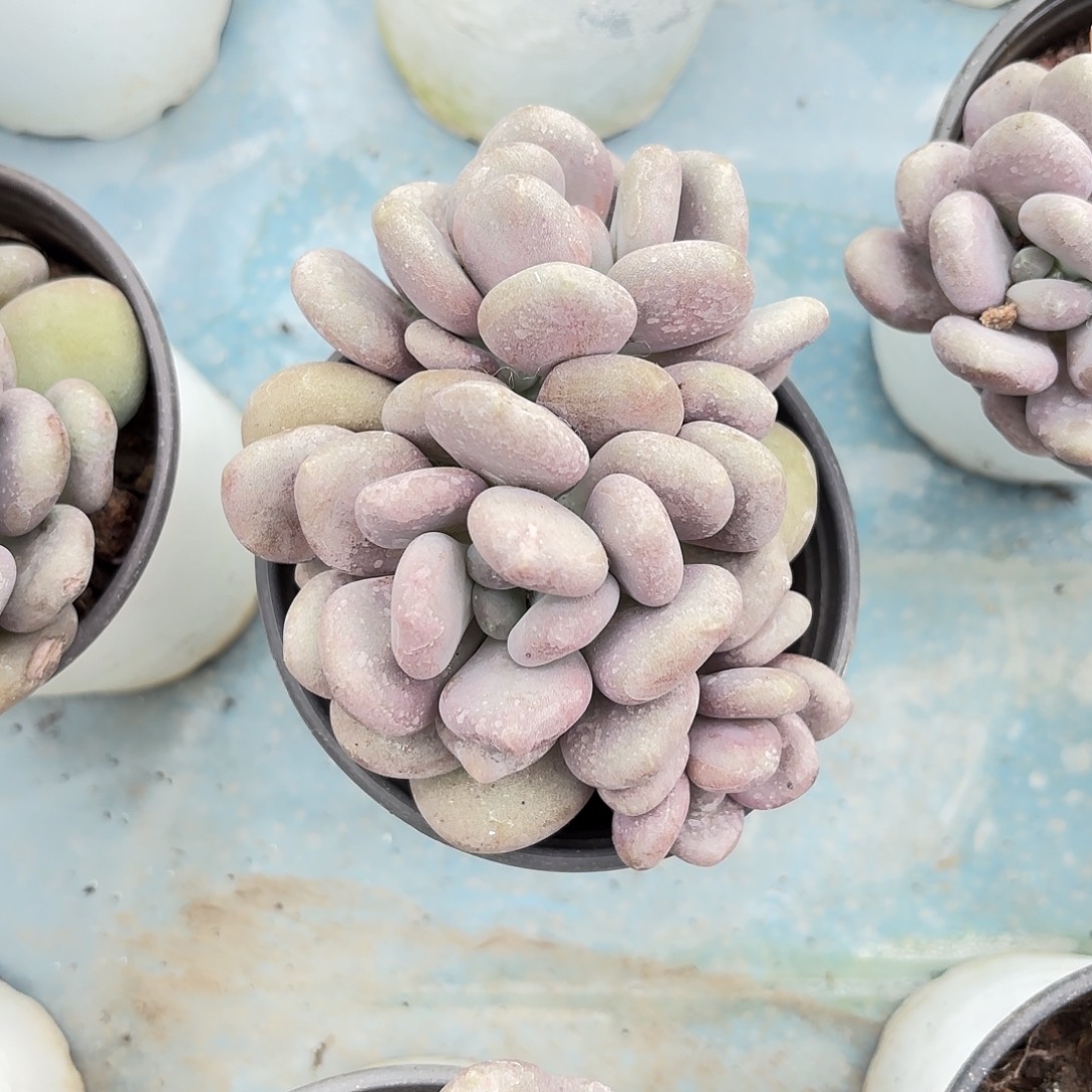 多肉植物啦啦啦啦啦啦