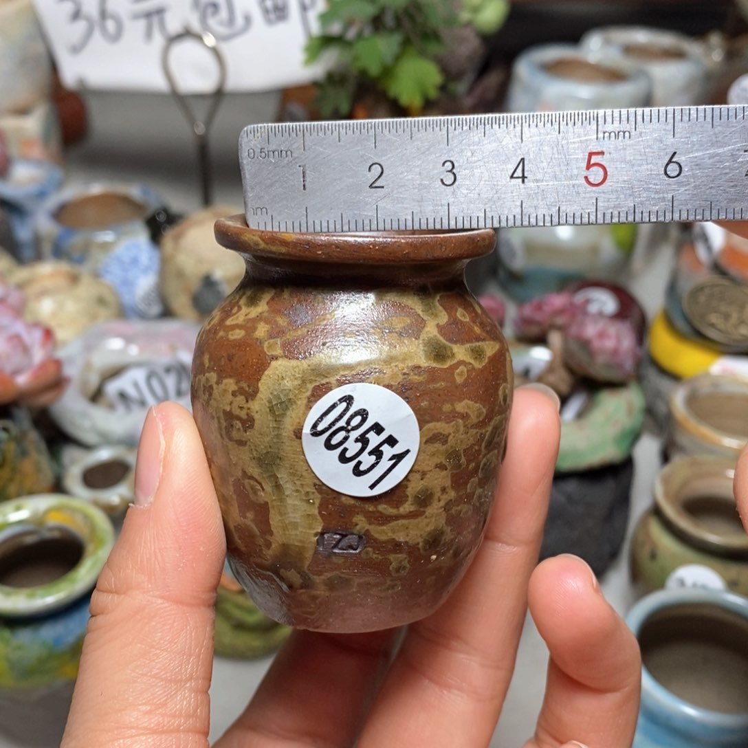 花盆拍5送一个小礼物