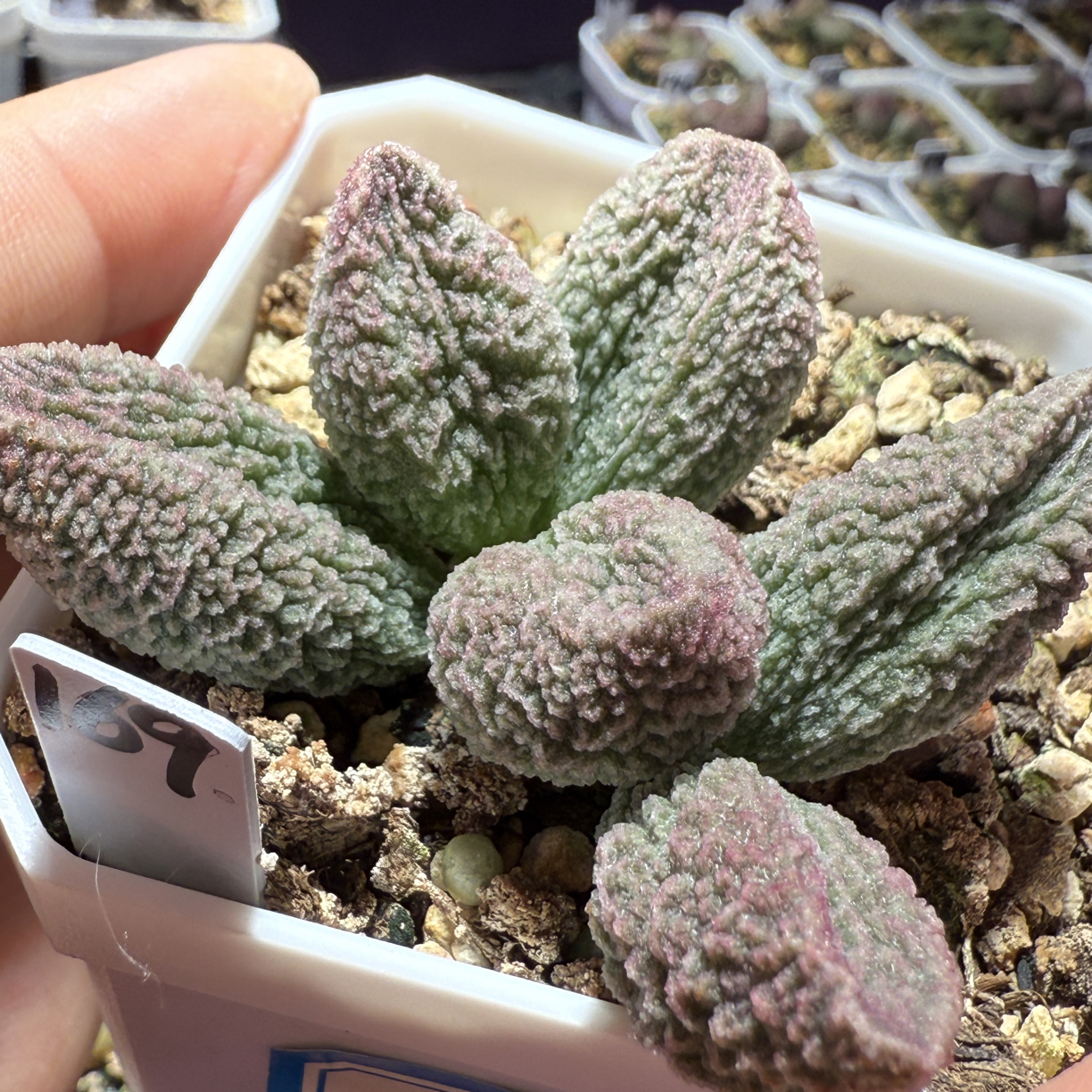 实生水泡，带盆发货满88包顺丰