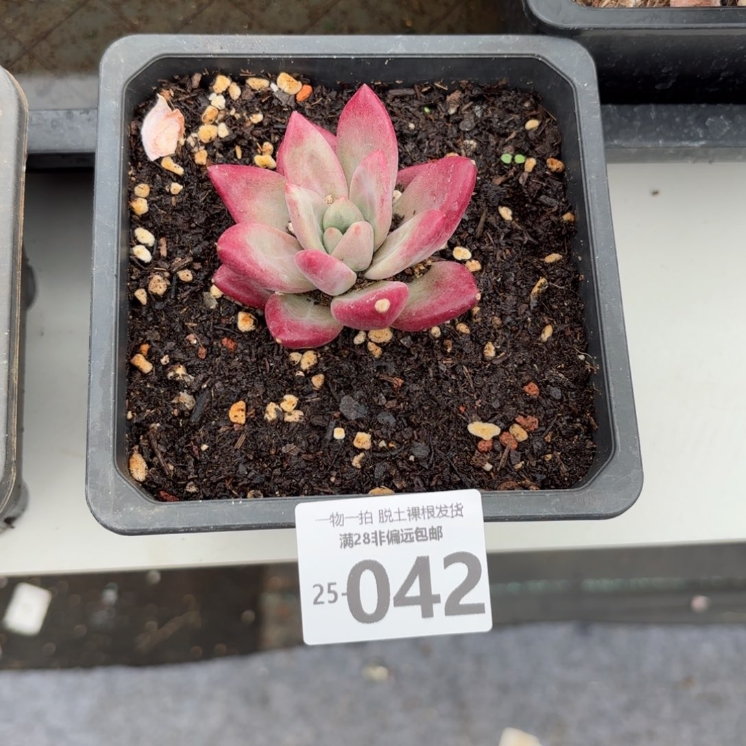 赫菲斯托多肉多肉多肉