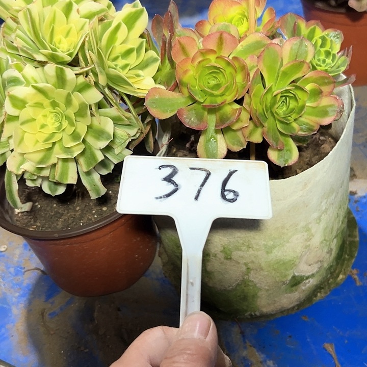 多肉植物组合2个