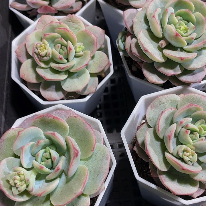 八角盆香草带盆土