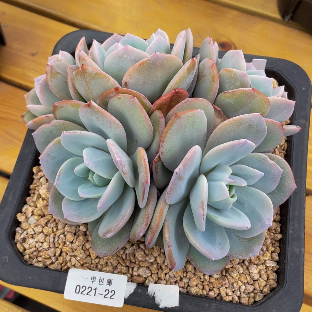 0221-22-奶茶？。。。。。。