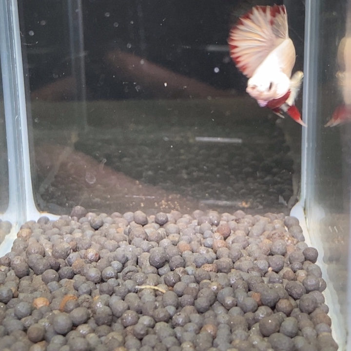 斗鱼泰国斗鱼81号