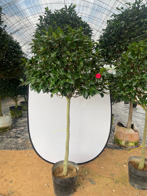 红赤丹 香妃山茶花带花苞发货耐寒耐热四季常青好养易活(福利款)