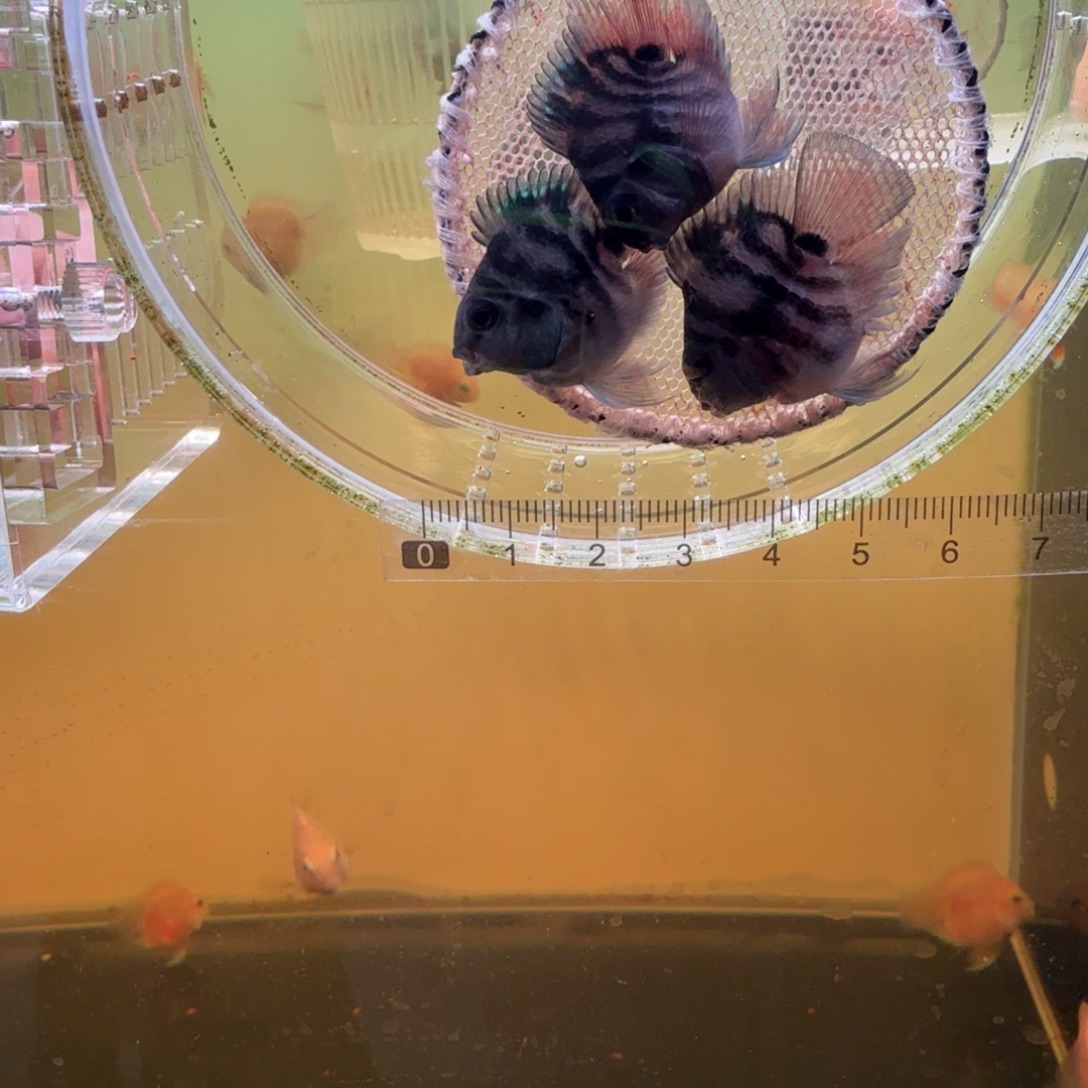 鹦鹉鱼胭脂粉一对