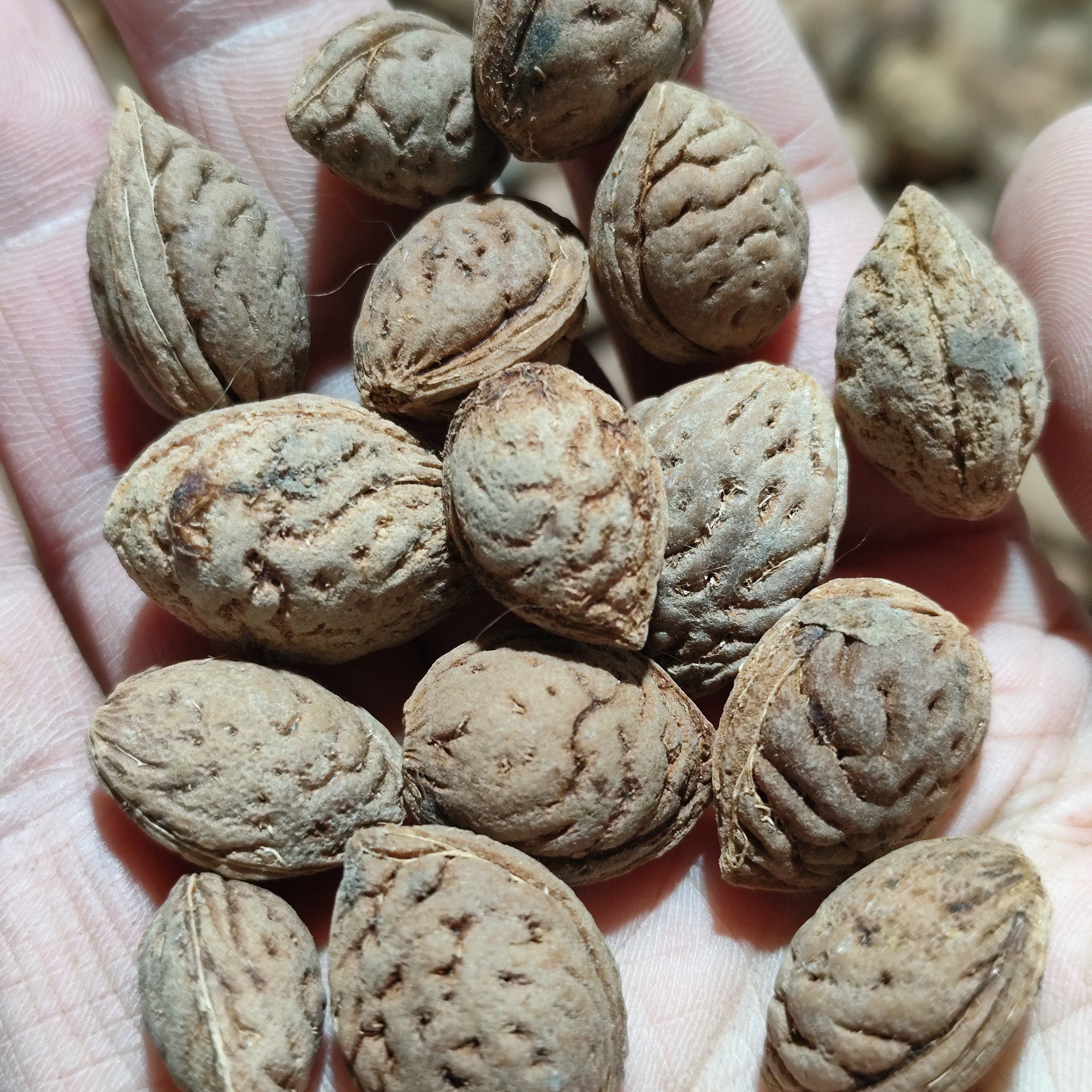 太行野生小毛桃核通货不挑大小不挑尺寸29.9一斤（约180颗）