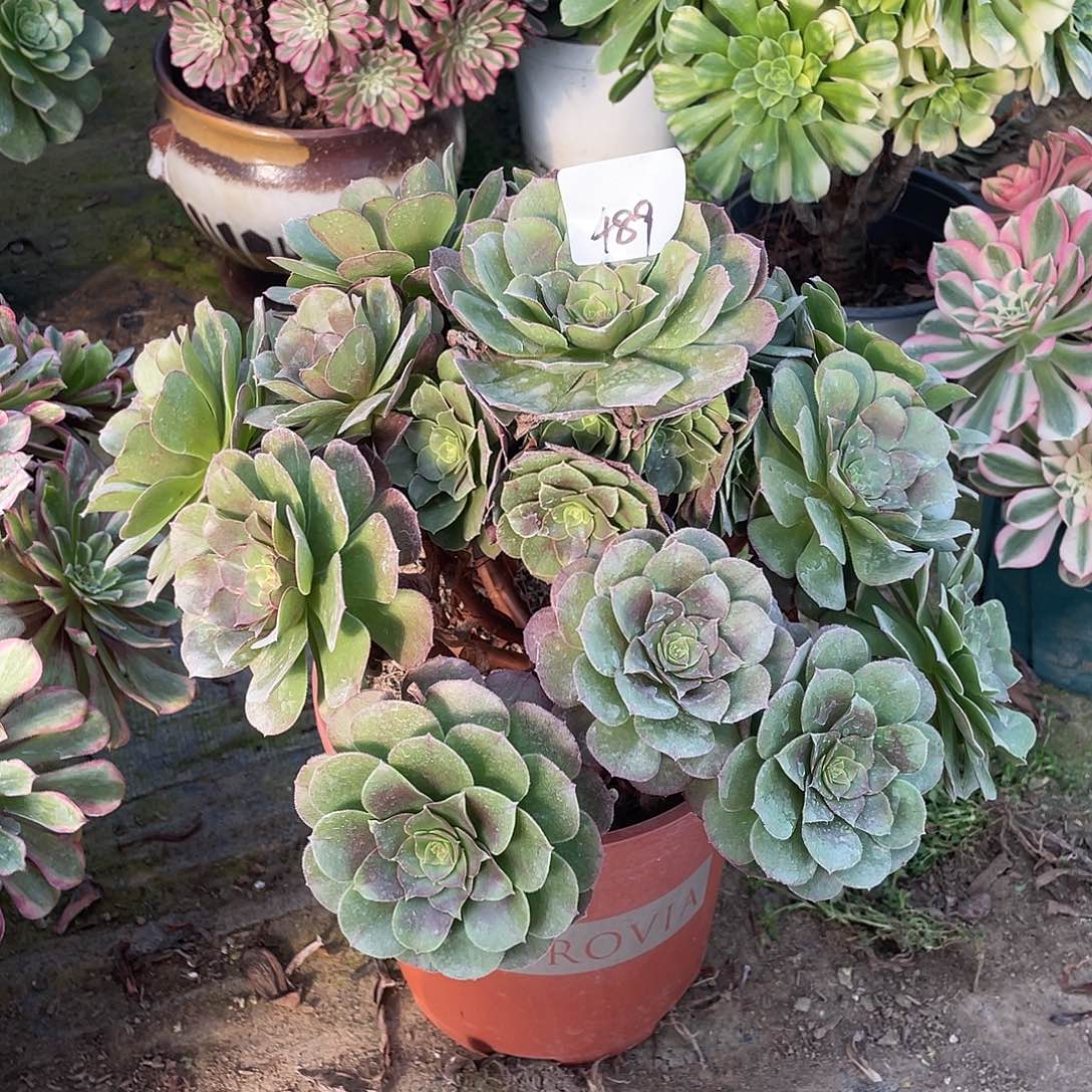 489法师植物万圣节