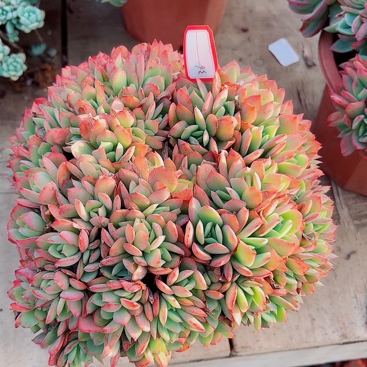 一物一拍多肉植物绮罗缀化36号