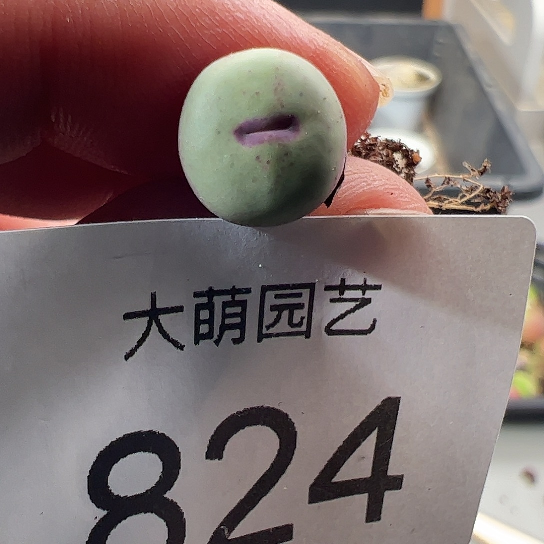 一物一拍M4×D6.   824