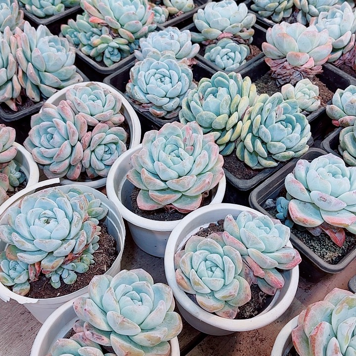 精品冰玉多肉盆栽植物