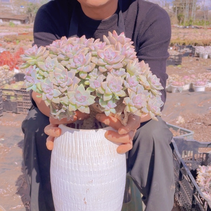 210淡雪缀化一物一拍微瑕