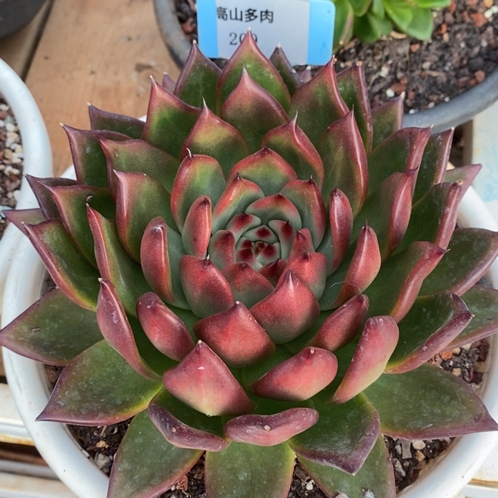 D209- 直播福利 摩根