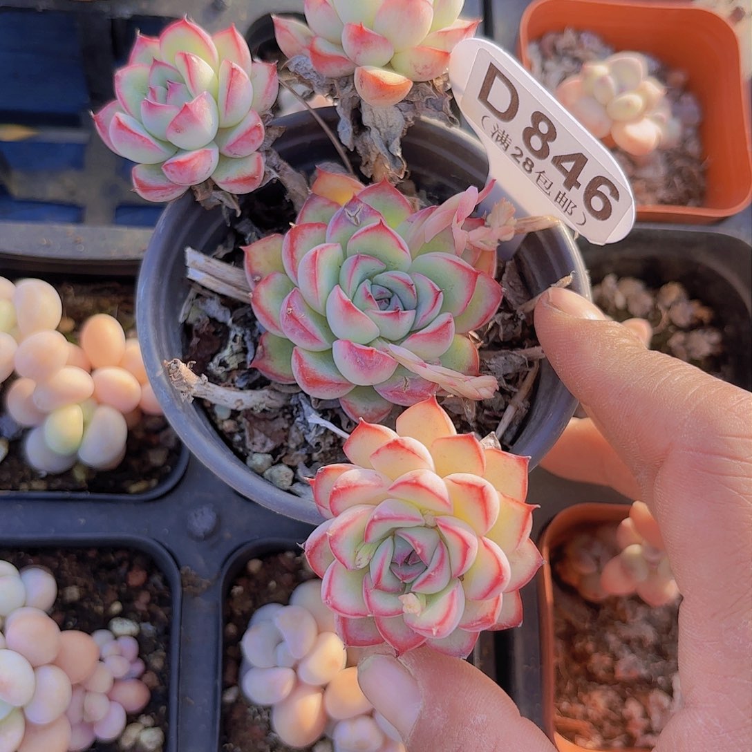 D846荷花一物一拍