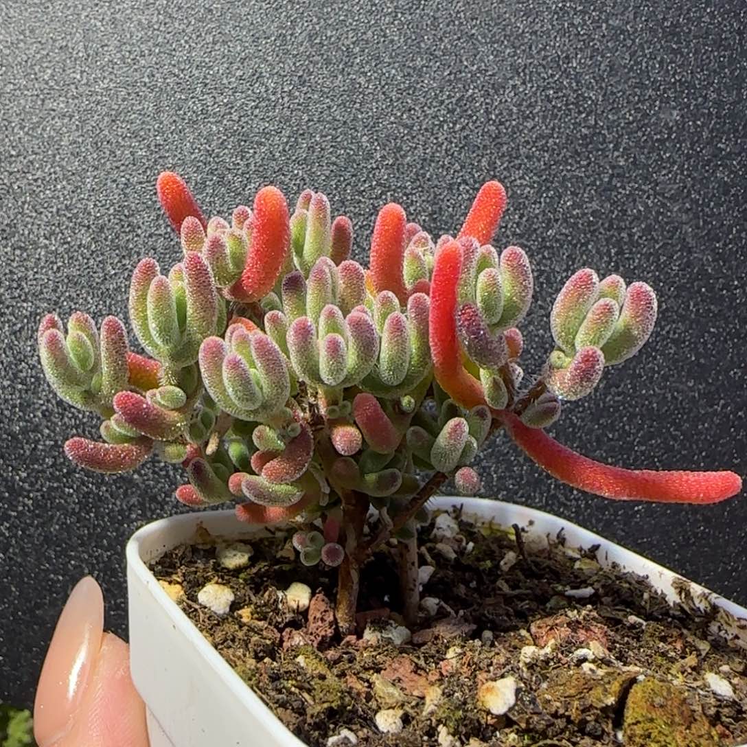 dy1119晶莹直杆一物一拍