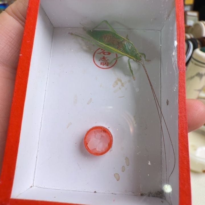 顶须过冬金钟一只