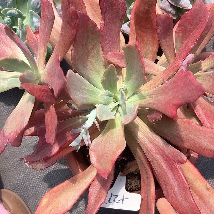 晨语多肉一物一拍277