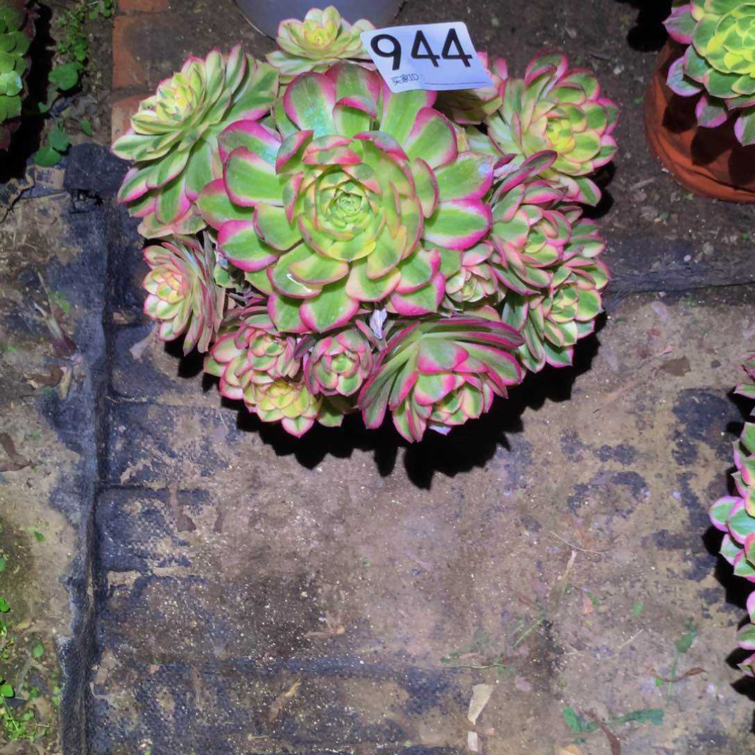 法师多肉植物944