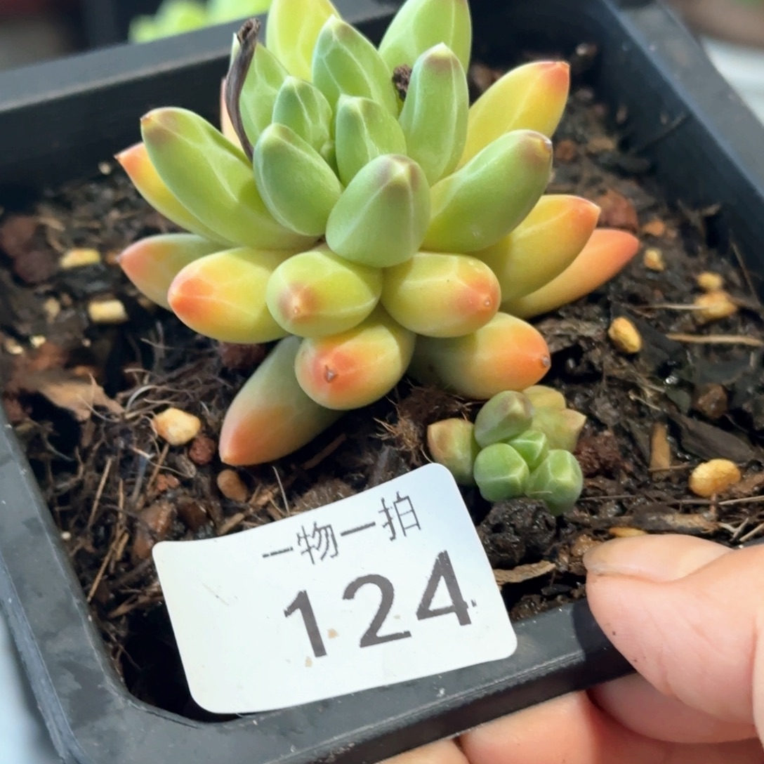124号 一物一拍 一物一拍