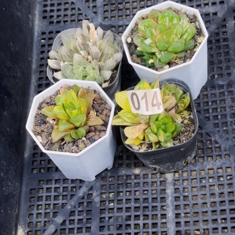 014雨露锦一筐量拍如图